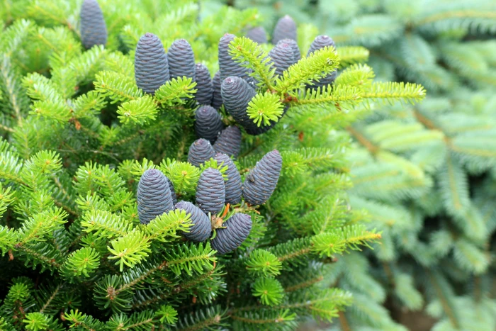 tilt shift lens photo of pine tree korean fir purple cones 2k 4k 5k