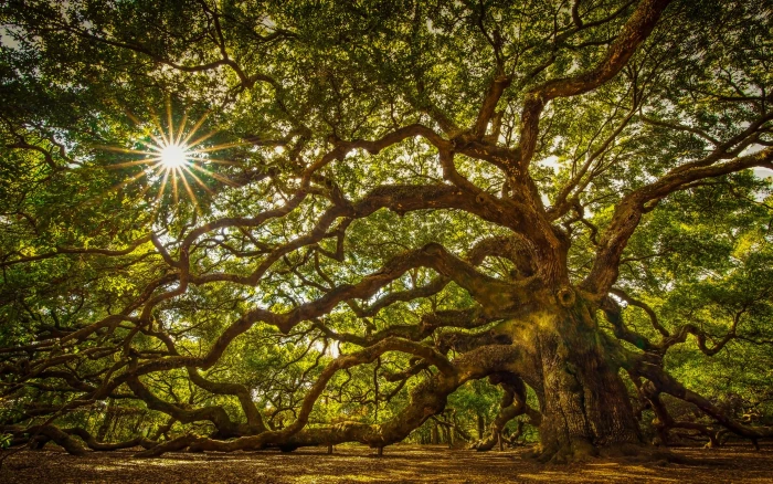 Tree About Years Old A Massive Oak On John s Island South Carolina United States Hd Tv Wallpaper For Desktop Laptop Tablet And Mobile Phones 2k 4k