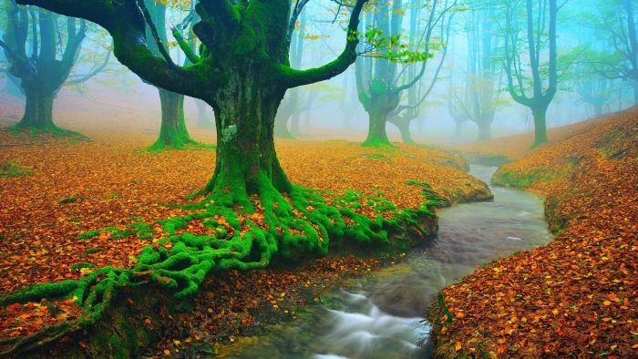trees woodland deciduous creek otzarreta forest misty 2k 4k