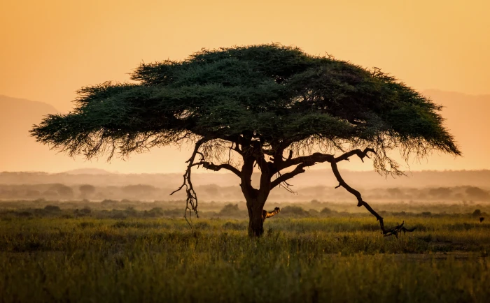 Umbrella Thorn Acacia Tree HD Wallpaper green leafed tree Travel 2k 4k 5k