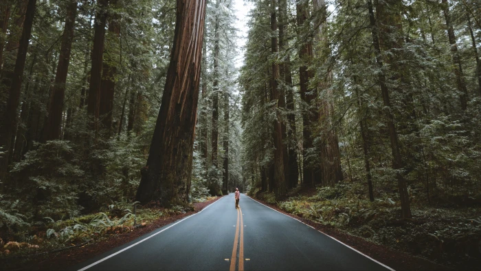 USA forest road trees nature California landscapes street 2k 4k