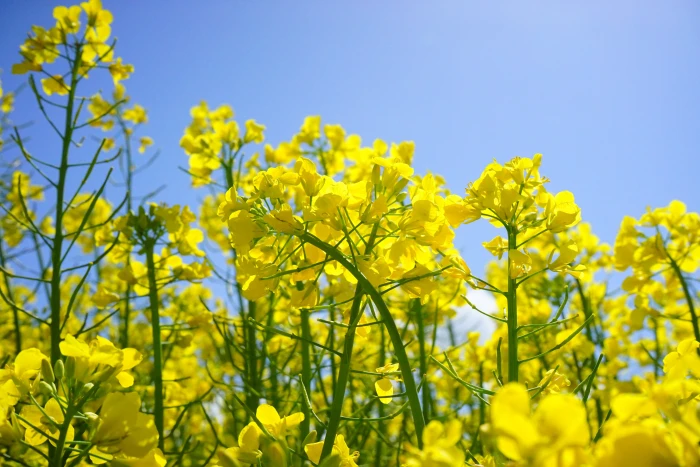 yellow flowers rape blossoms inflorescence plant nature landscape 2k 4k 5k