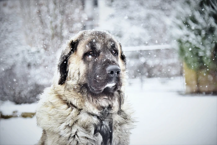 Adult Fawn Kangal animal canine chill cold cute dog frost 2k 4k 5k