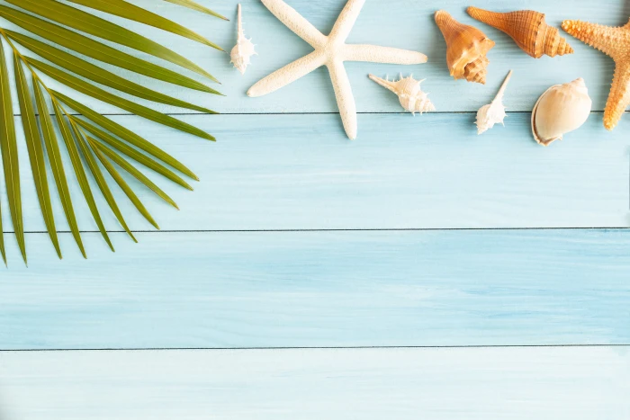 beach summer Board star shell wood starfish seashells 2k 4k 5k