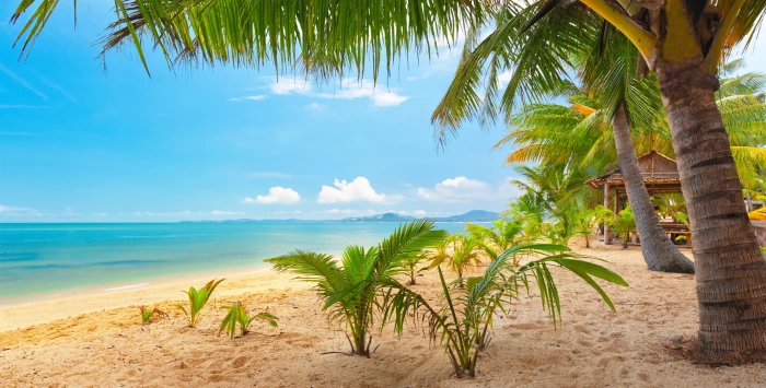 beautiful landscape nature palm sand sea sky trees tropical 2k 4k 5k