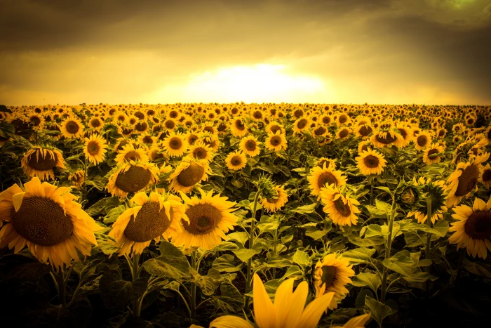 bed of sunflowers photo in golden hour sunset nature 2k 4k 5k