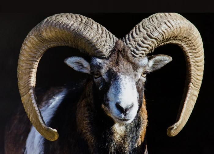 black and white ram mammal animal nature world sheep 2k 4k 5k