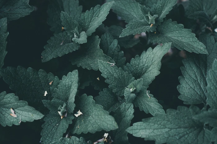 Close Up Photography of Mint Leaves desktop wallpaper fresh 2k 4k 5k