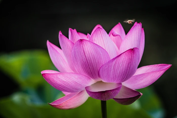 closeup photography of pink lotus flower Blooming AUTO TELE 2k 4k 5k