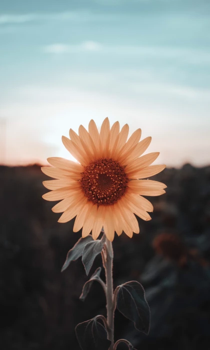 close up photography of white clustered petal flowers sunflower 2k