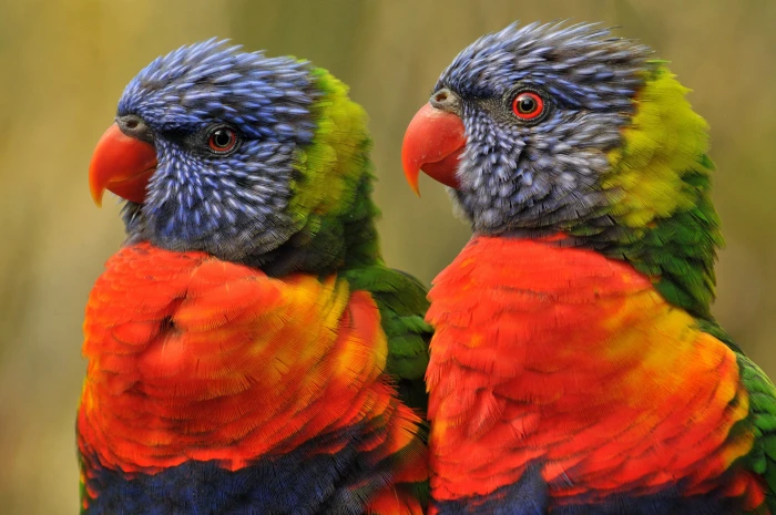 couple odd HD Animal bird 2k 4k
