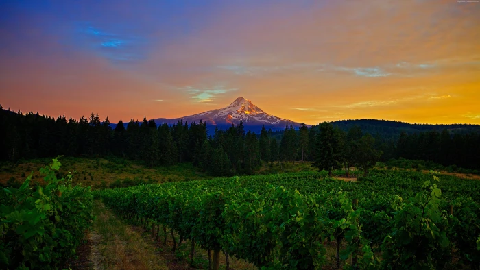 field Mountains sunset trees 2k 4k 5k