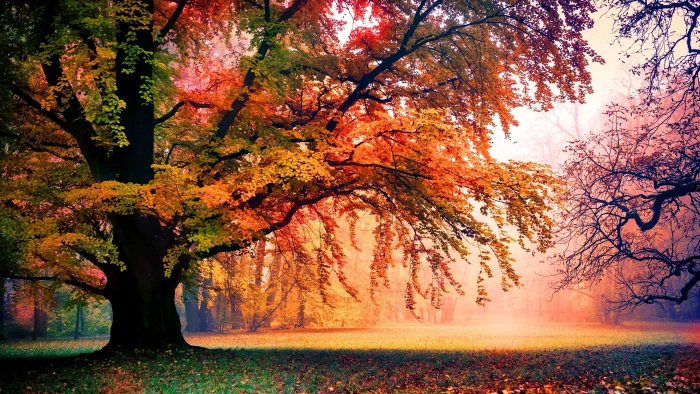 Forest HD ultra hd tree 2k 4k