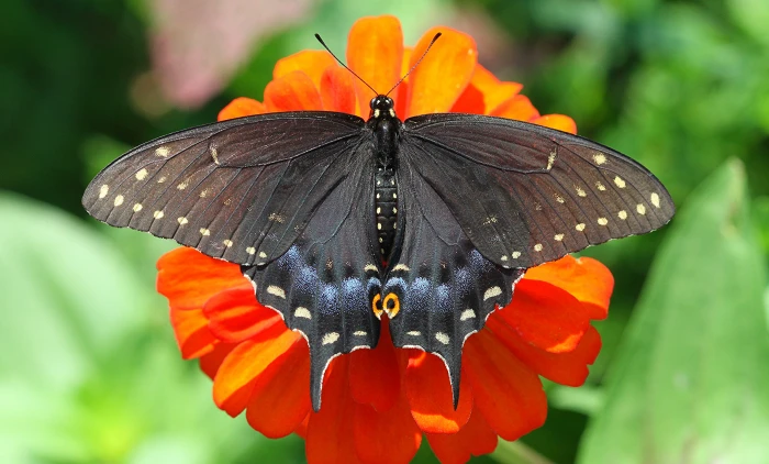Great mormon butterfly on orange petaled flower during daytime swallowtail 2k 4k 5k