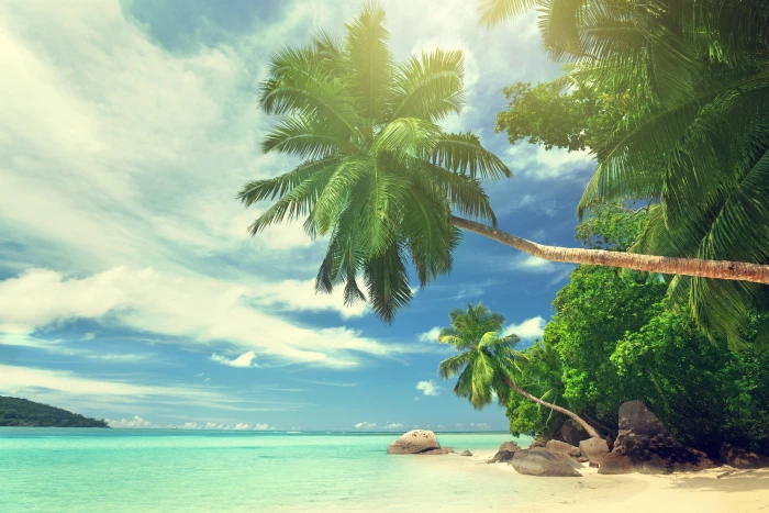 green palm tree wallpaper sand sea beach the sun tropics 2k 4k 5k