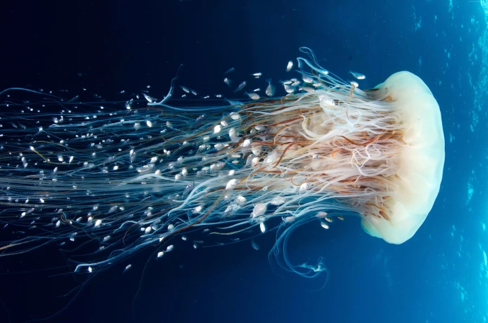 HD Jellyfish Rangiroa diving tourism Pacific Ocean 2k 4k 5k
