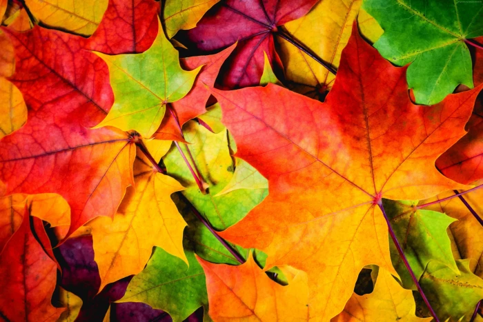 Leaves autumn colorful 2k 4k 5k