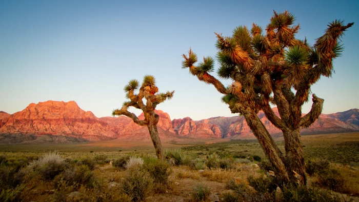 photo of cacti at The desert during daytime Joshua trees IMG 2k 4k 5k