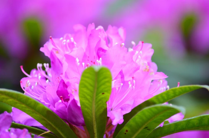 pink Azalea flowers in bloom close up photo nature plant petal 2k 4k 5k