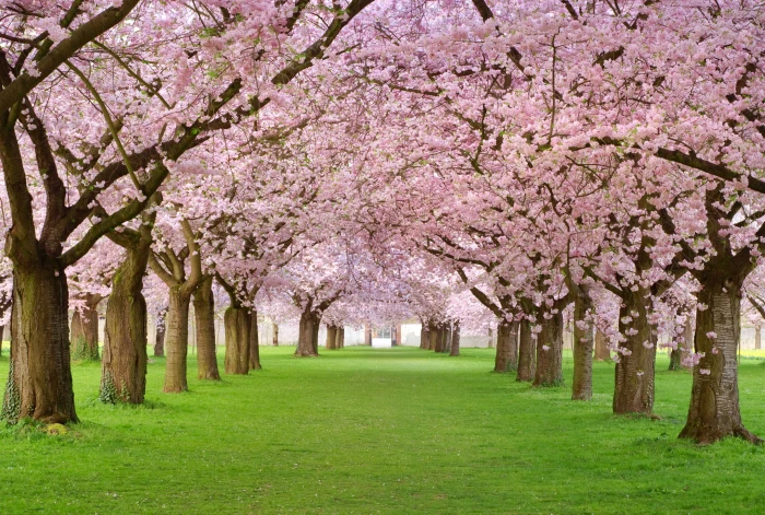 pink leaf trees beauty spring petals alley flowering Spring blossom 2k 4k