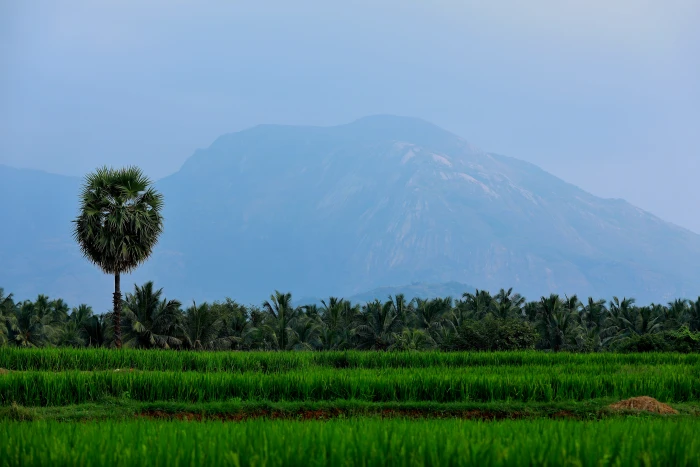 pollachi india green nature house wallpaper love plant 2k 4k 5k