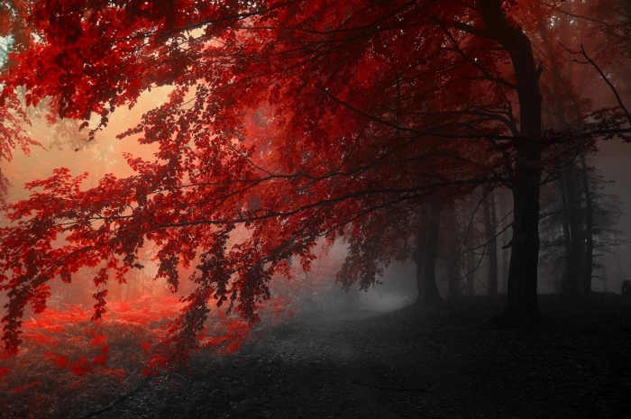 red leafed tree autumn fog landscape road trees 2k 4k