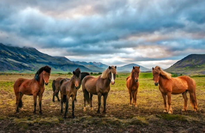 six brown horse on green grass during daytime iceland 2k 4k 5k