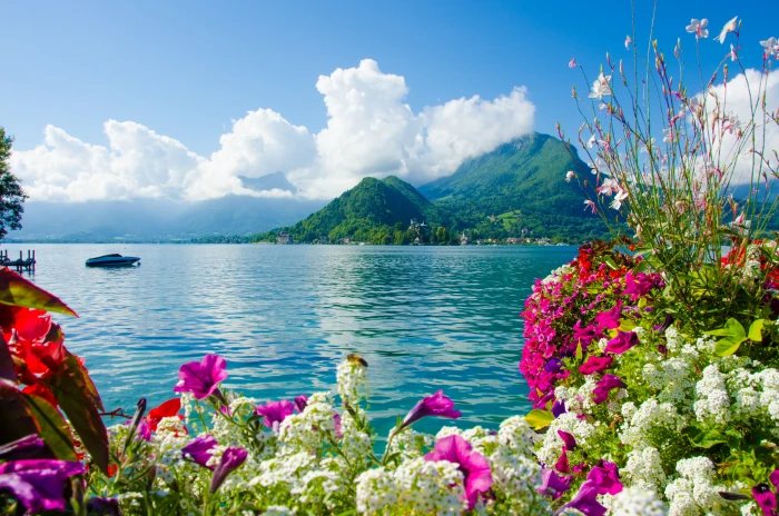 white petaled flowers sea the sky clouds mountains nature 2k 4k 5k