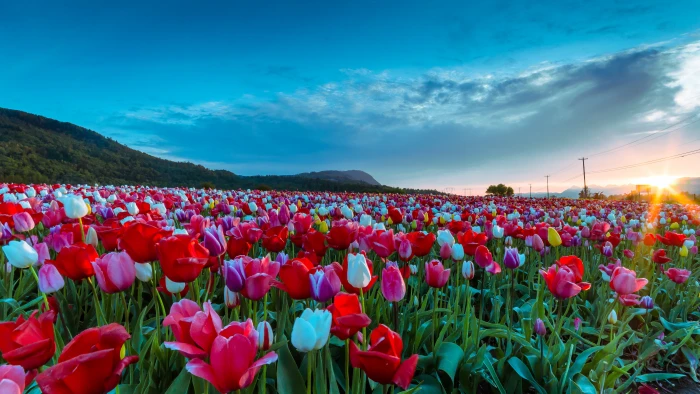 white pink and red tulips field during daytime tulip Sunrise 2k 4k 5k