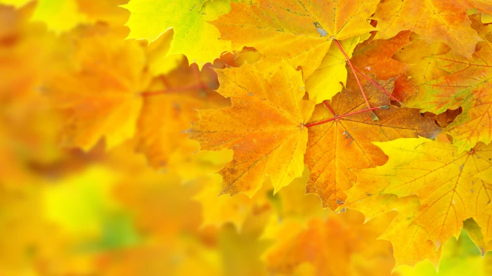 yellow macro Leaves maple 2k 4k 5k 8k