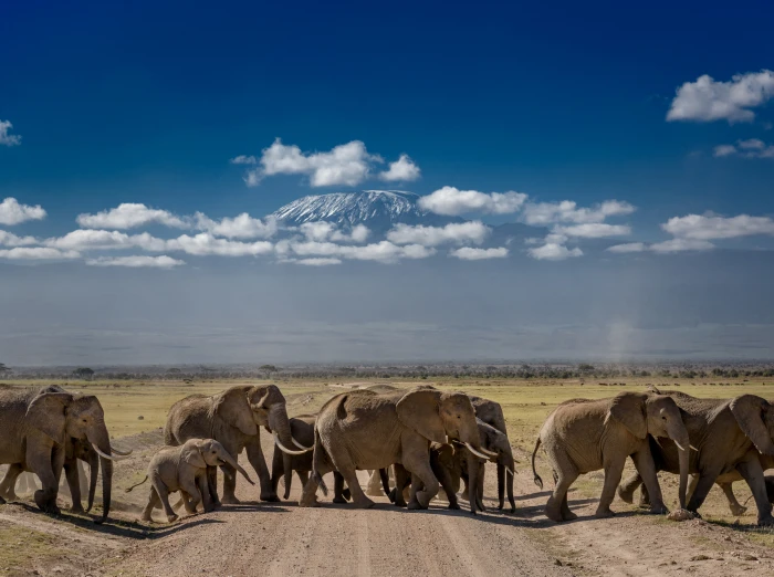 African Elephants Crossing the Road Travel View Protect Nature 2k 4k 5k