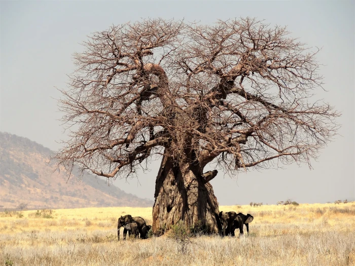 bare tree under cloudy sky during daytime africa baobab tanzania 2k 4k 5k