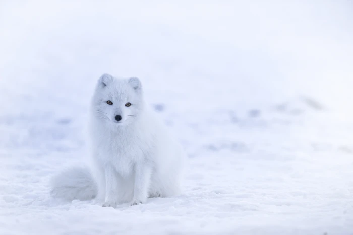 cute animals white winter arctic fox snow 2k 4k 5k