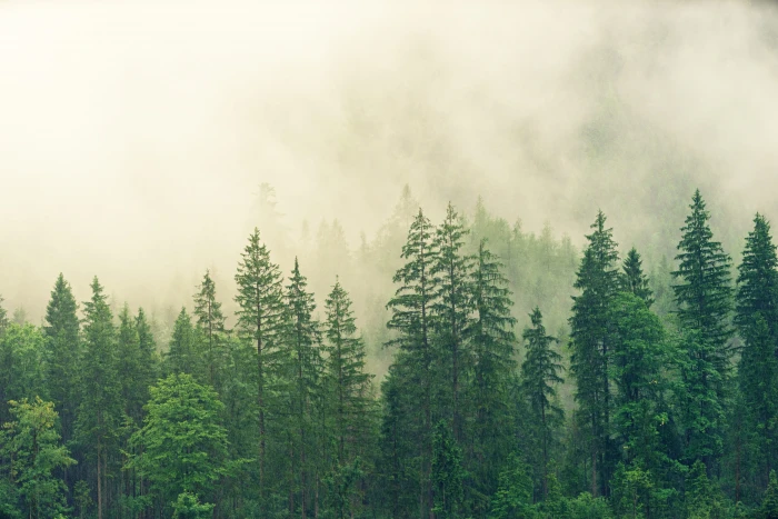 misty morning forest green mountain nature tall rain 2k 4k 5k