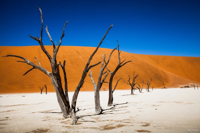 withered trees on brown soil under blue sky Dead vlei Namib desert 2k 4k 5k