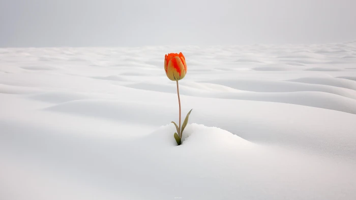 Early Bloomer by a.i. nature trees tree