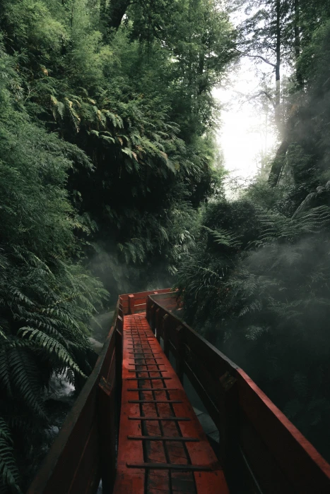 A red walking pathway that travels through a heavily treed forest 2k 4k