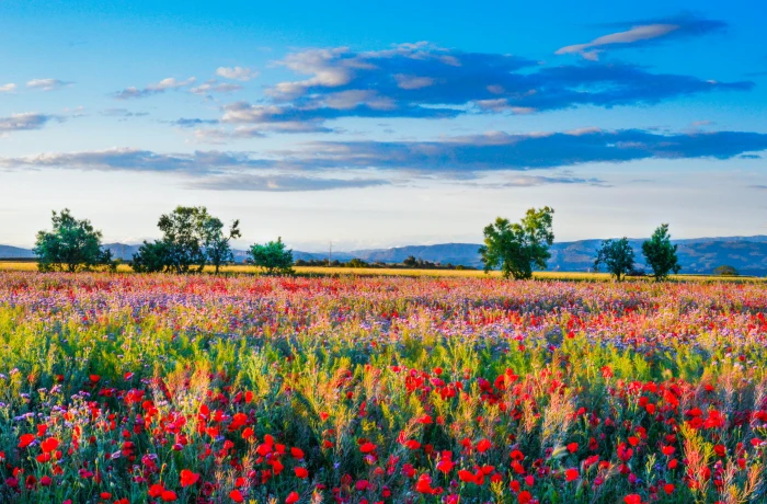 assorted color flower field during daytime wild flowers of poppies 2k 4k 5k