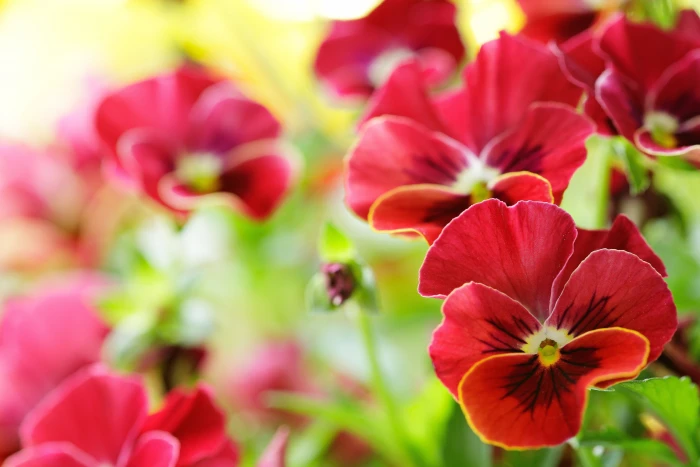 Flowers pansies red HD 2k 4k 5k