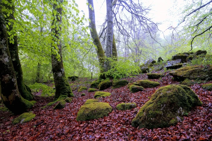Forest nature rocks trees 2k 4k