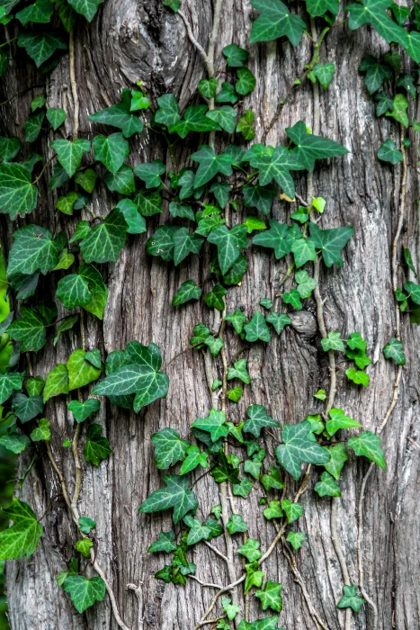 green leaves in gray tree trunk ivy plant creeper garden 2k