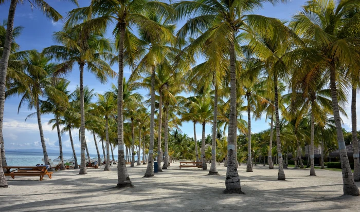 green palm trees under blue sky bohol resorts beach 2k 4k 5k