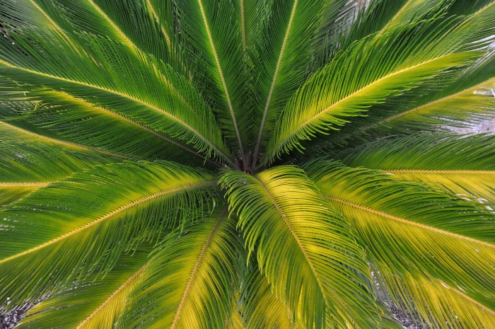 leaves nature palm 2k 4k