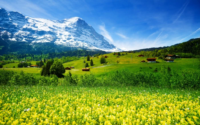 Spring Landscape Nature Switzerland Meadow With Yellow Flowers And Green Grass Mountainous Villages Snowy Mountains Desktop Hd Wallpaper For Pc Tablet Mobile 2k 4k 5k