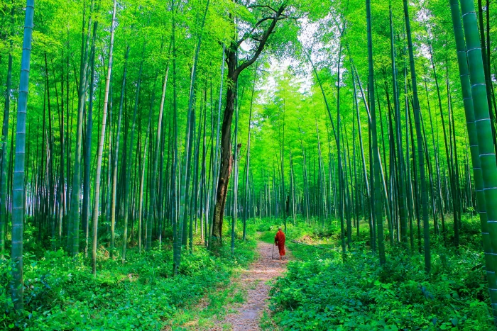 Theravada Buddhism monk at bamboo forest nature natural 2k 4k