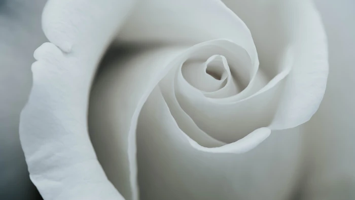 white rose flower 2k 4k 5k 8k