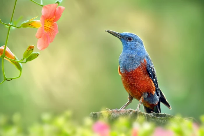Bird garden branch blue and orange bird flowers Macro Nature 2k