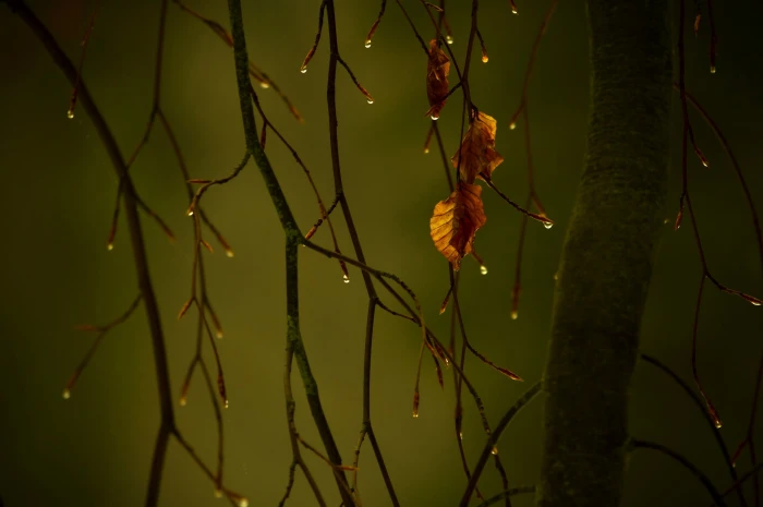 black and brown abstract painting water drops leaves fall 2k