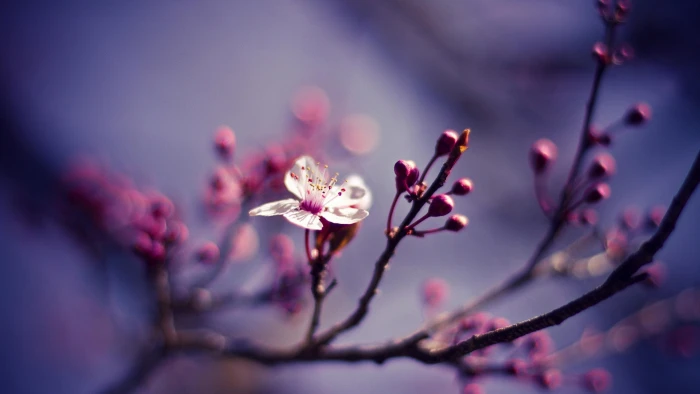blossom branch pink flower spring twig macro photography 2k 4k