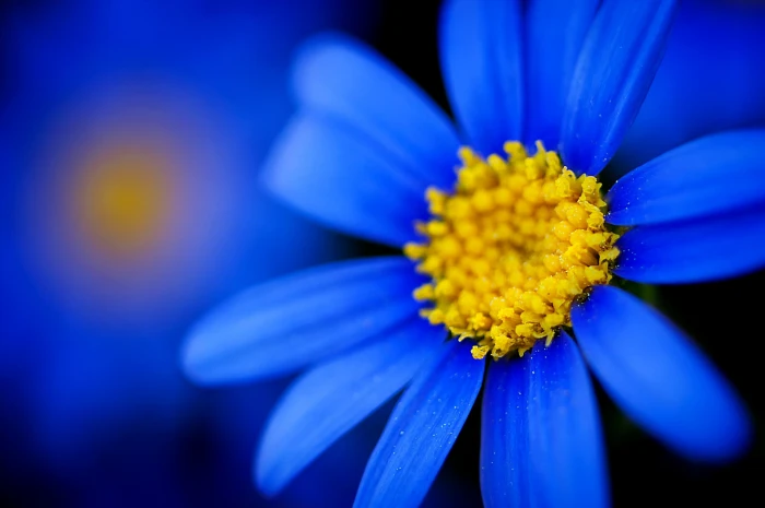 blue daisy flower macro flowers nature plant 2k